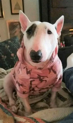 Brand new with tags! Casual Canine Cotton Camo Dog Hoodie, Large, Pink, Fits dogs 17" Length!